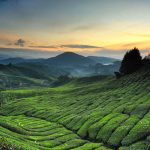 Menembus Kabut: Wisata Pagi di Dataran Tinggi Cameron Highlands, Malaysia